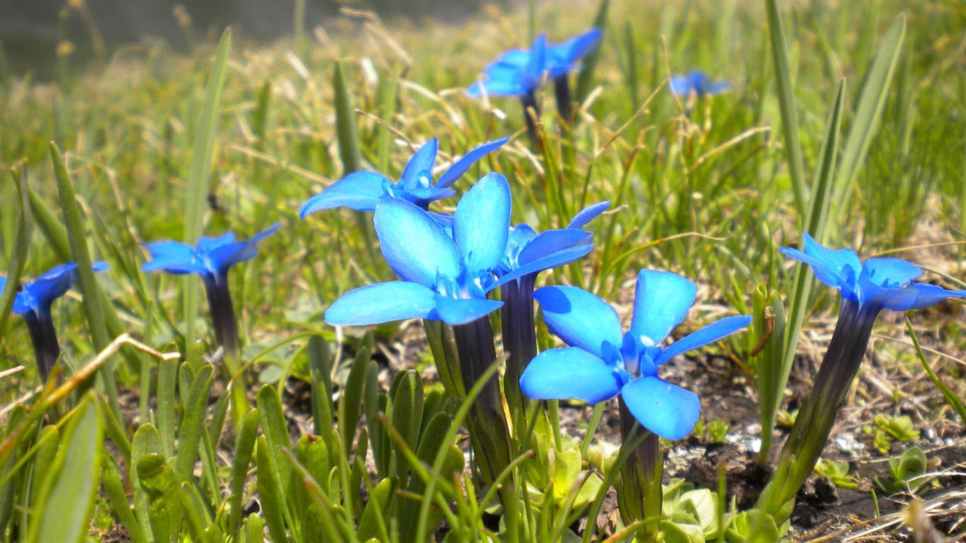 Val d''Aosta 04, Genziana...?